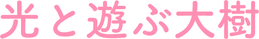 光と遊ぶ大樹