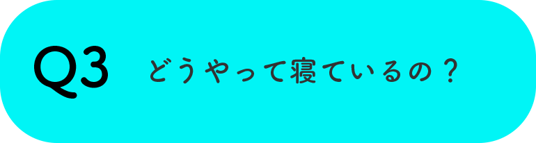 Q3どうやって寝ているの？