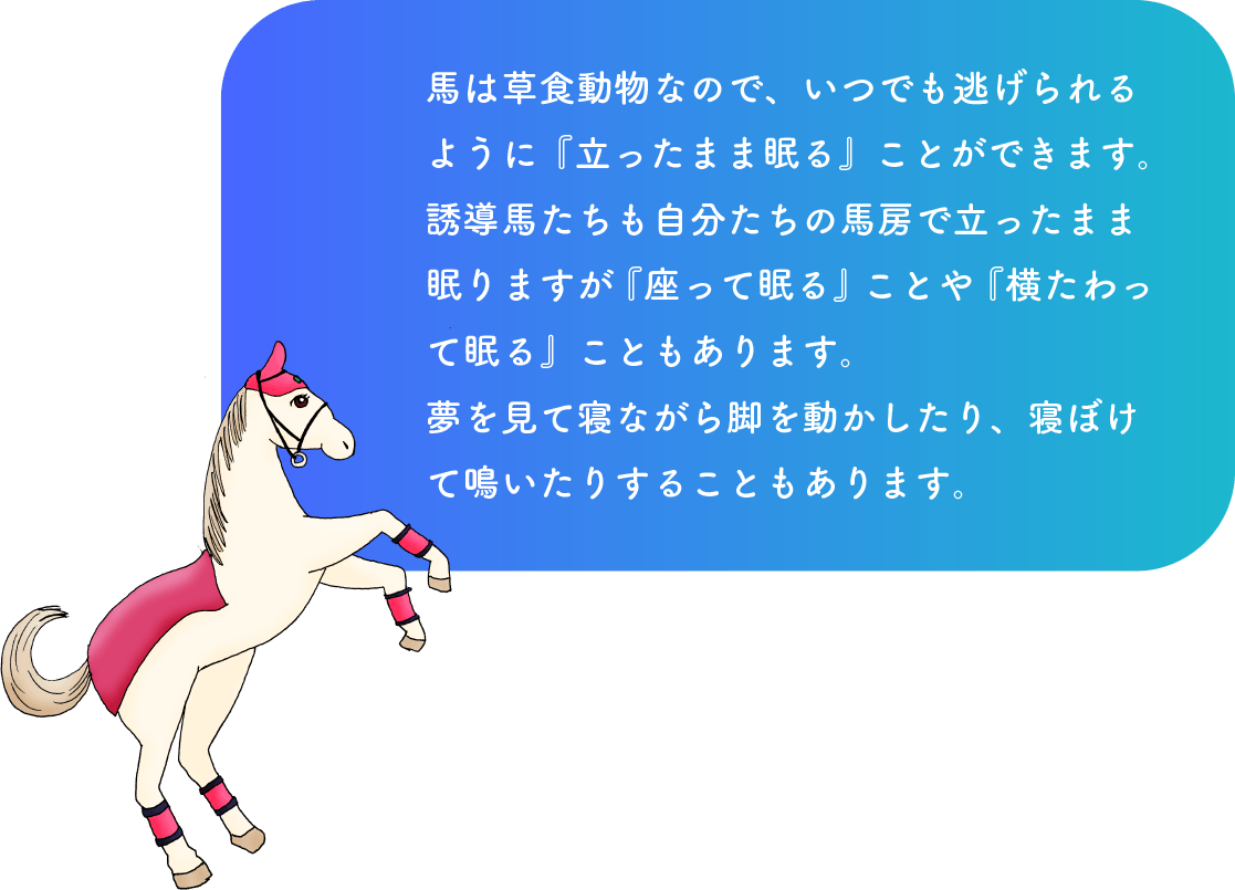 馬は草食動物なので、いつでも逃げられるように『立ったまま眠る』ことができます。誘導馬たちも自分たちの馬房で立ったまま眠りますが『座って眠る』ことや『横たわって眠る』こともあります。夢を見て寝ながら脚を動かしたり、寝ぼけて鳴いたりすることもあります。