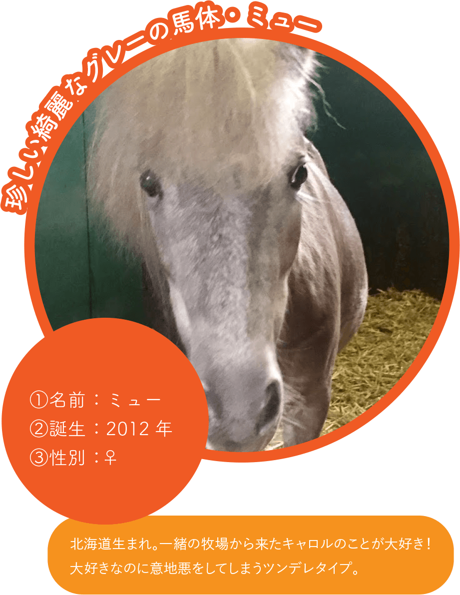 珍しい綺麗なグレーの馬体・ミュー